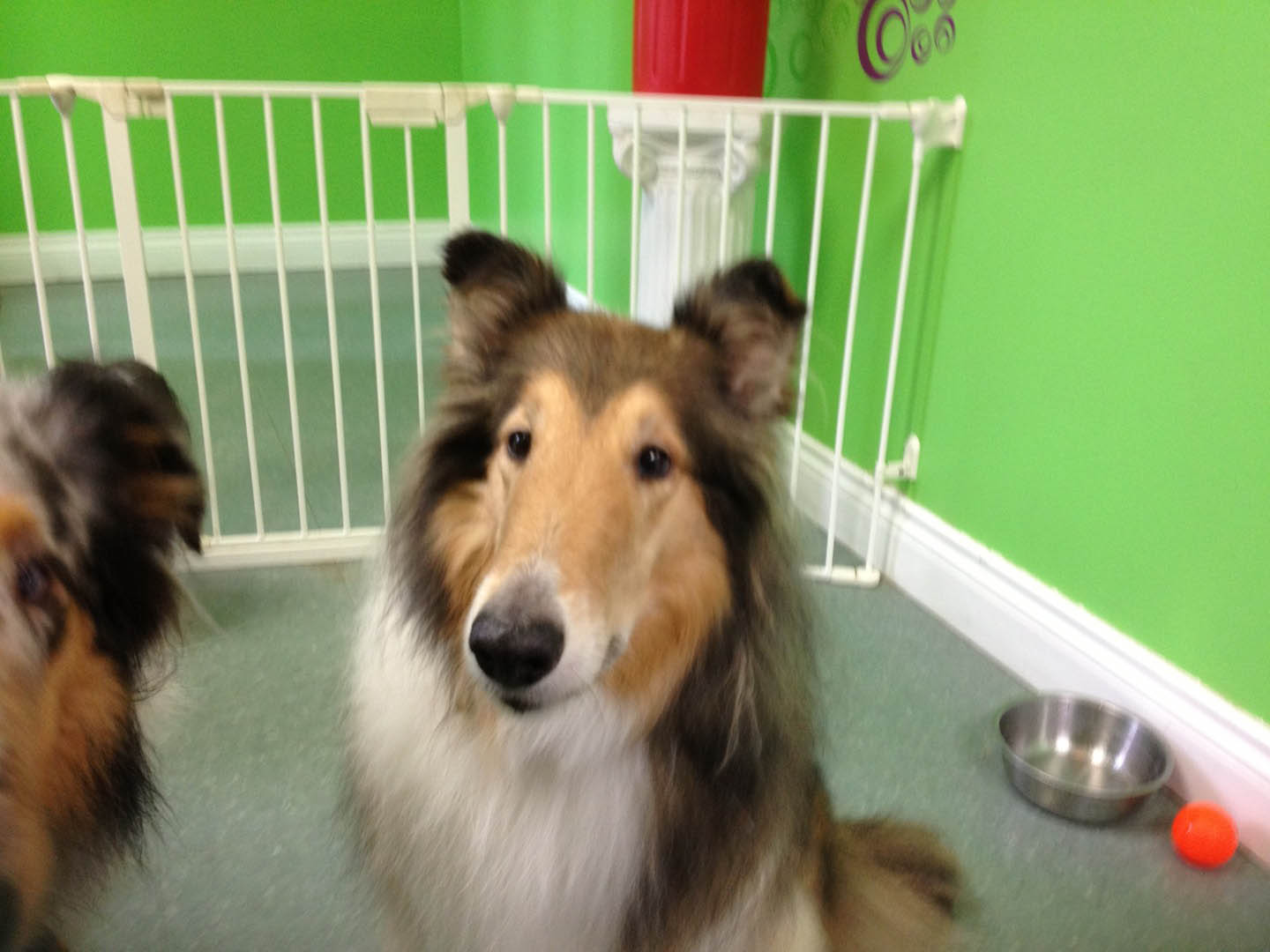 Happy groomed dog 10