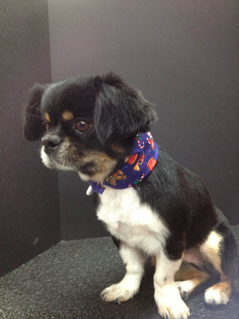 Happy groomed dog 11