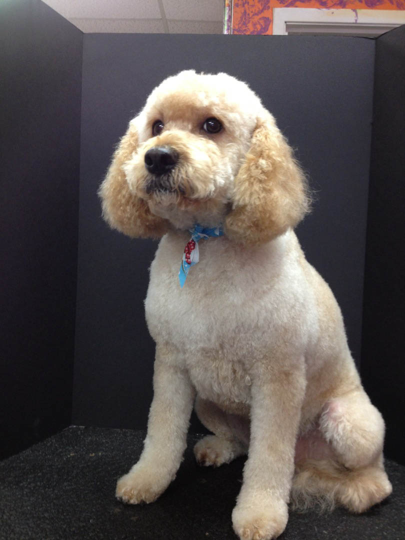 Happy groomed dog 12