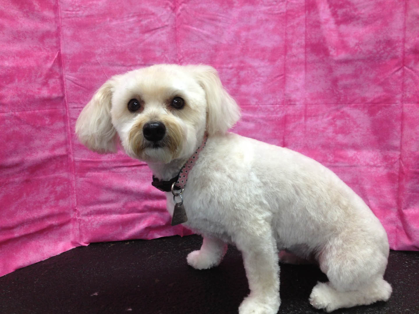Happy groomed dog 14