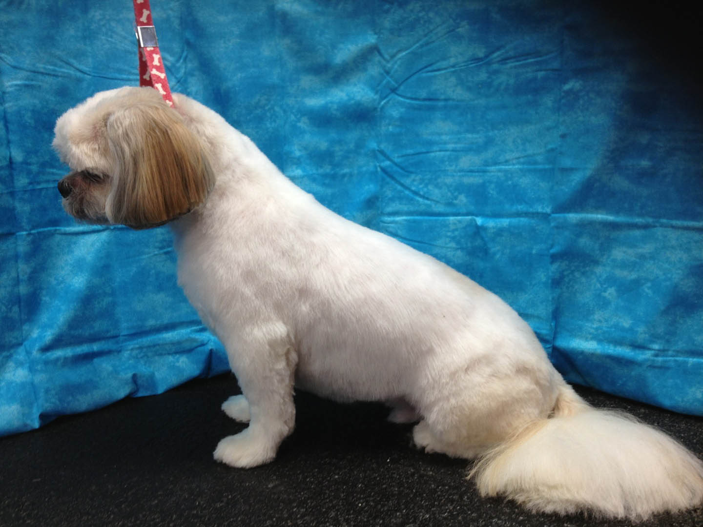 Happy groomed dog 15