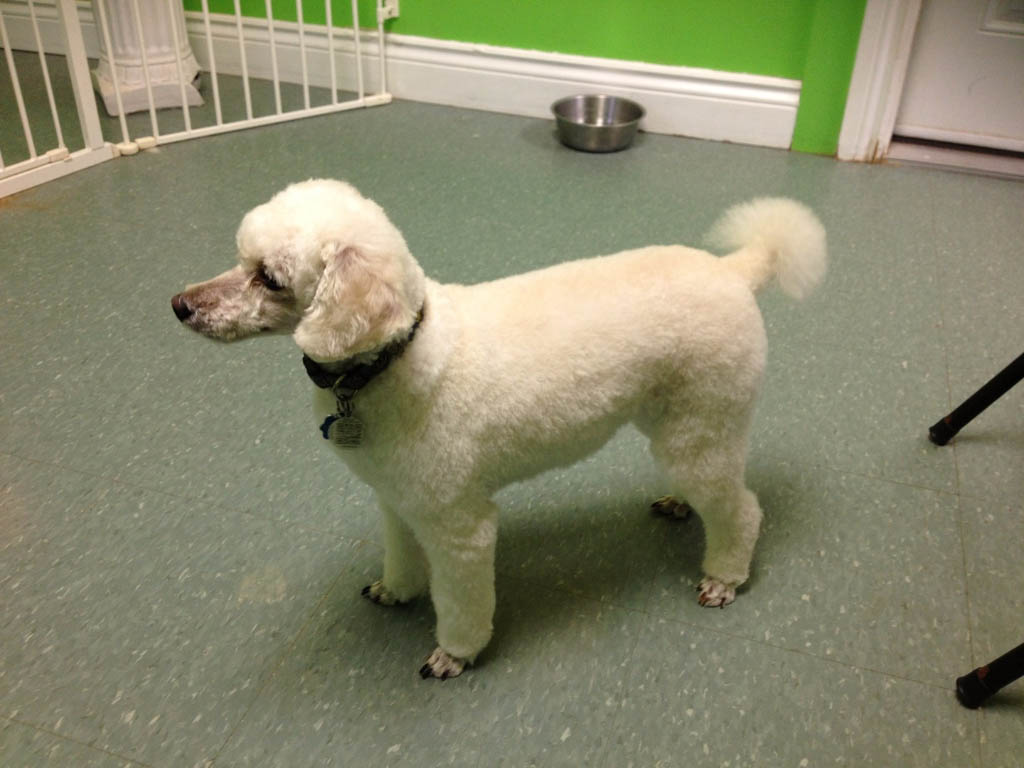 Happy groomed dog 16